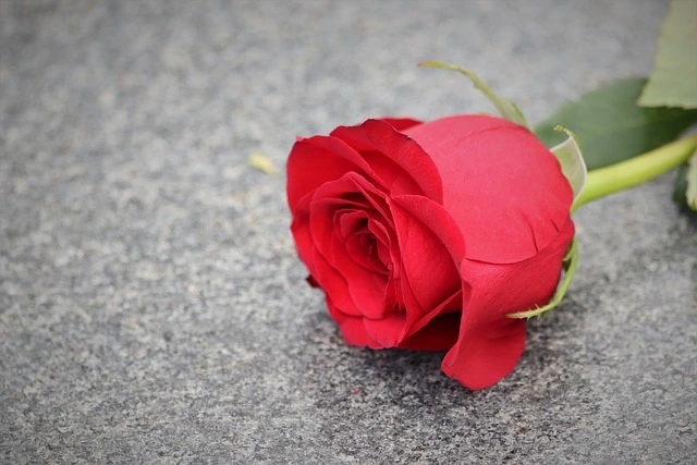 An Image of a flower representing a person offering condolences